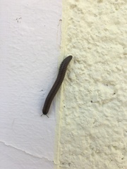 Acanthoiulus fuscipes