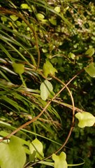 Muehlenbeckia complexa grandifolia