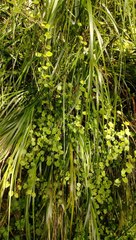 Muehlenbeckia complexa grandifolia