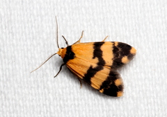 Thallarcha chrysochares