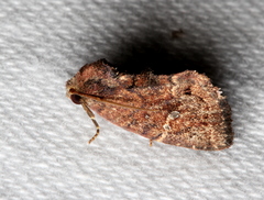 Elusa