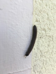 Acanthoiulus fuscipes