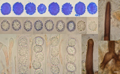 Scutellinia decipiens