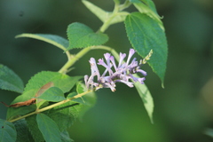 Buddleja lindleyana