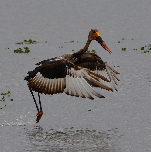 Saddle-billed Stork