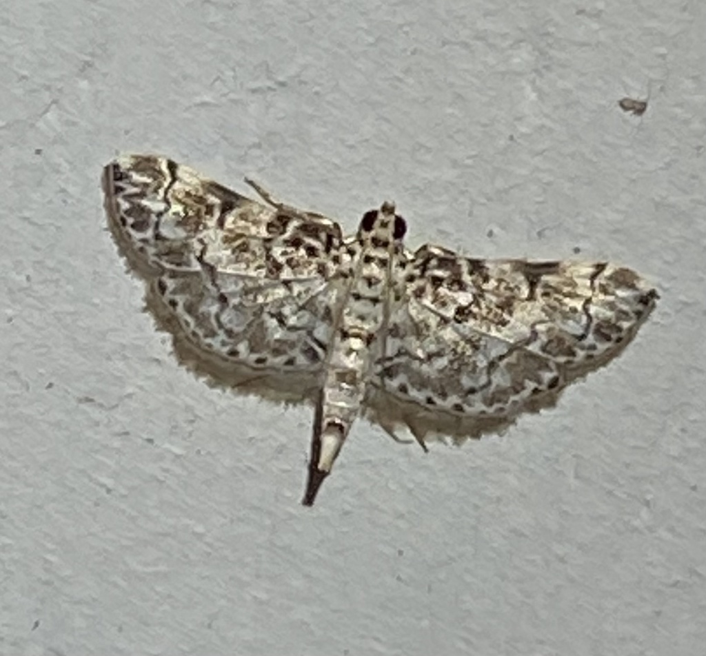 Metoeca foedalis