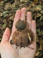Geastrum rufescens