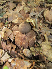 Geastrum rufescens