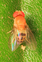 Leucophenga varia