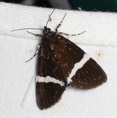 Coenotoca subaspersa