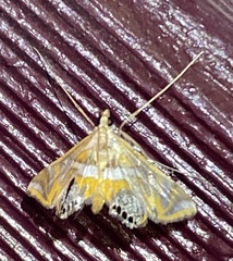 Margarosticha euprepialis