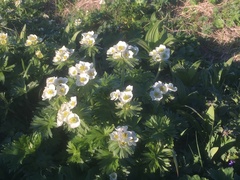 Anemonastrum villosissimum