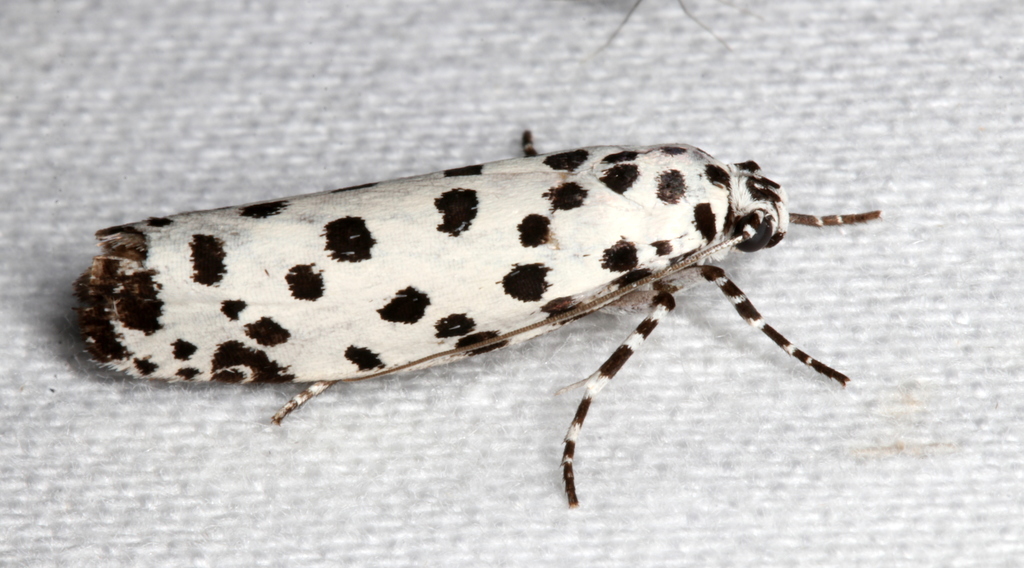 Ethmia clytodoxa