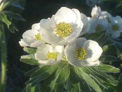 Anemonastrum villosissimum