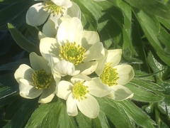 Anemonastrum villosissimum