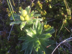 Anemonastrum villosissimum
