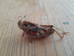 Prionotropis hystrix