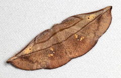 Xenomusa metallica