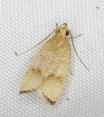 Psilocorsis cryptolechiella