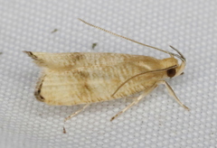 Psilocorsis cryptolechiella