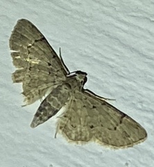 Glaucoclystis immixtaria