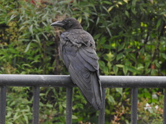 Corvus corone
