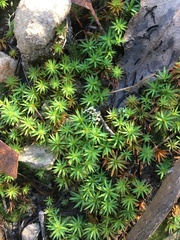 Dawsonia longiseta