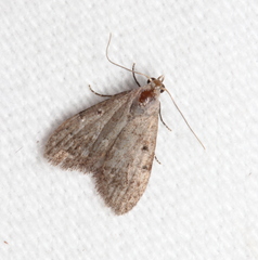 Nola pleurosema