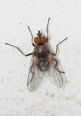 Haematobia irritans