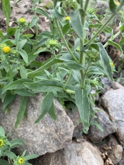 Pentanema britannica