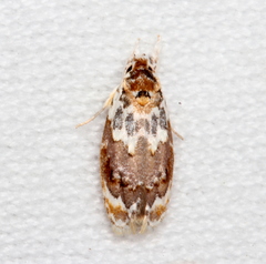 Piloprepes gelidella