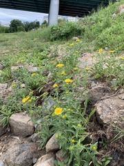 Pentanema britannica