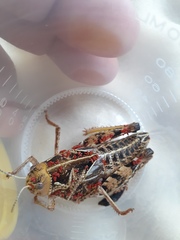 Prionotropis hystrix