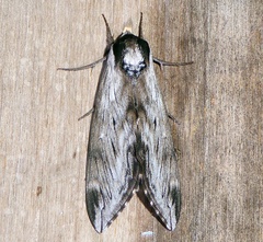 Sphinx poecila