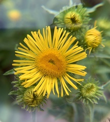 Pentanema britannica