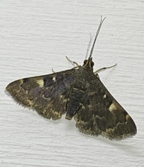 Piletocera macroperalis