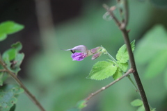 Salvia bowleyana