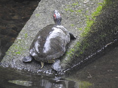 Trachemys scripta elegans