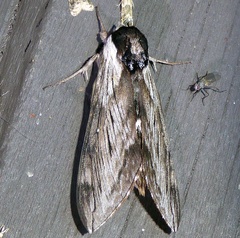 Sphinx poecila