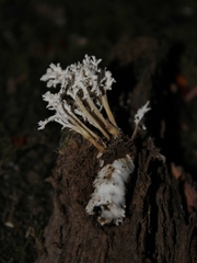 Cordyceps tenuipes image