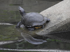 Trachemys scripta elegans