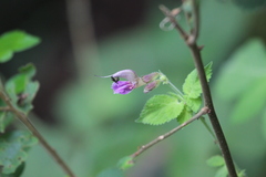 Salvia bowleyana