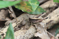 Phlaeoba antennata
