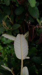 Pomaderris apetala maritima