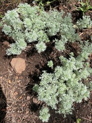 Artemisia schmidtiana