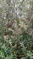 Pomaderris apetala maritima