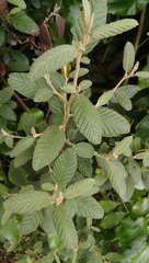 Pomaderris apetala maritima