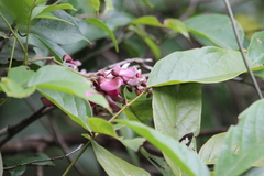 Callerya dielsiana