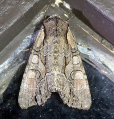 Lacanobia subjuncta
