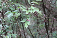 Callerya dielsiana